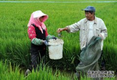 盘锦河蟹养殖技术:大面积稻田养蟹的饲喂管理