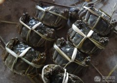盘锦河蟹什么时候可以吃？盘锦野生稻田河蟹什么时候最肥？