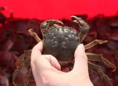 盘锦河蟹：怎样才能买到好吃的螃蟹呢?
