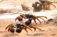 盘锦河蟹怎么挑选到正宗，什么样的河蟹是真正肥？
