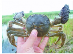 盘锦河蟹买到家应该怎么保存？