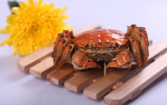 盘锦河蟹属于海鲜吗？