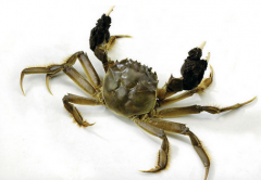 盘锦河蟹吃多了会有危险吗？