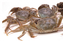 盘锦河蟹有哪些营养?多吃河蟹有什么好处